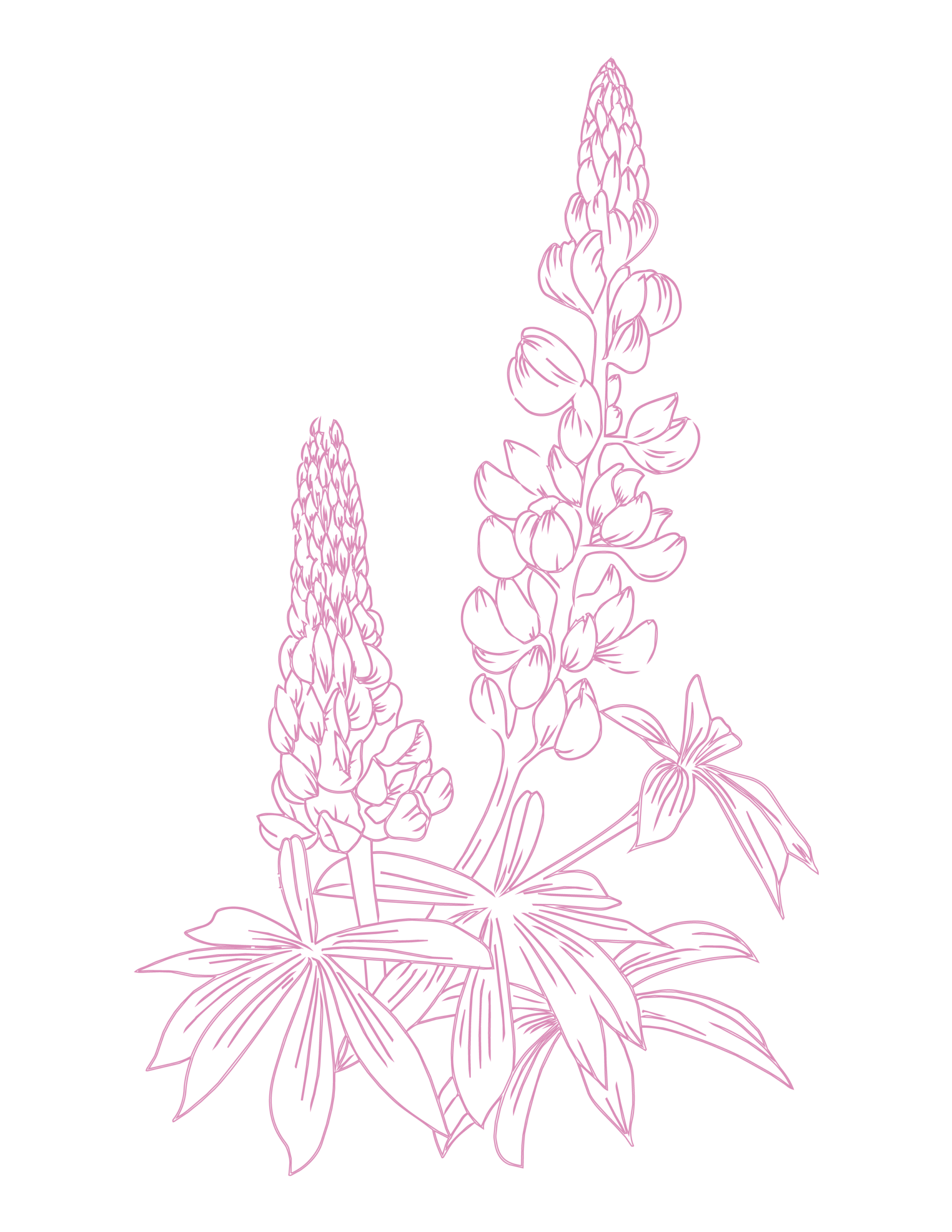 PN26-Summer Party-lupines